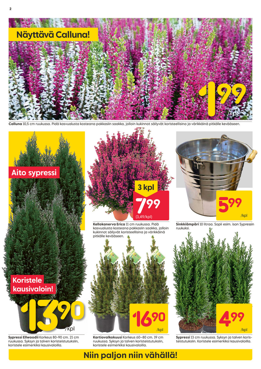 zimmerpflanze spargel Feder-Spargel – Asparagus Setaceus 'Plumosus' – zarte Zimmerpflanze –